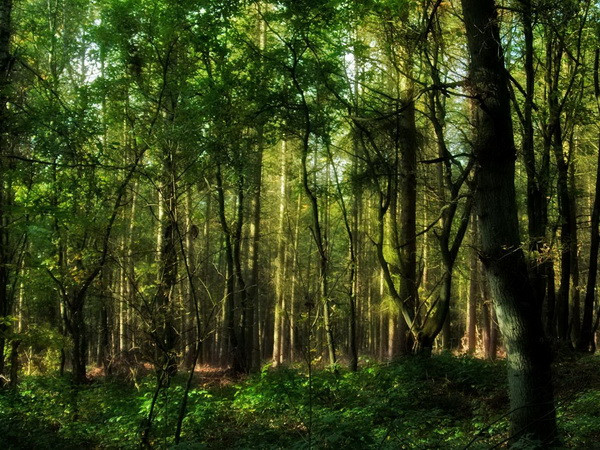 Phát hiện hơn 30 loài thực vật mới tại "đất nước kênh đào" ảnh 1