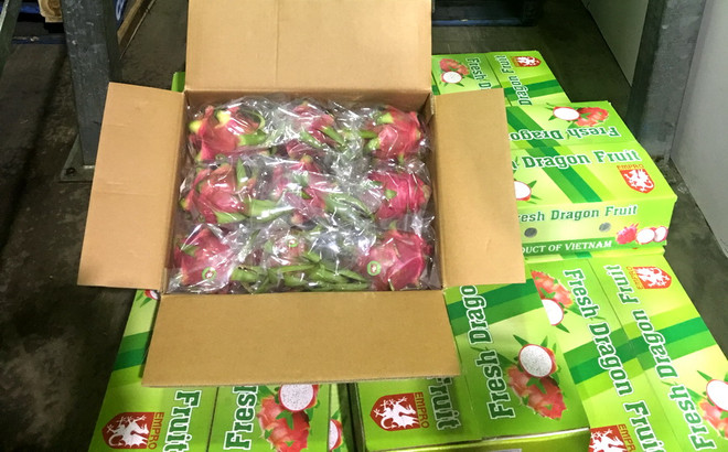 Trái thanh long của Việt Nam có mặt tại bang Tây Australia ảnh 1