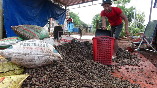 Doanh nghiệp hai nước quan tâm đến hợp tác, đầu tư trong lĩnh vực điều. (Ảnh: K GỬIH/TTXVN) Doanh nghiệp Việt Nam và Tanzania tìm hiểu cơ hội đầu tư song phương ảnh 2