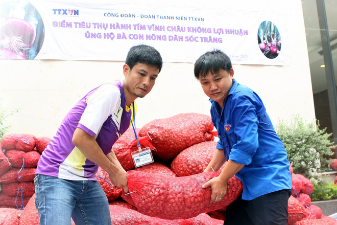 TTXVN chung tay tiêu thụ hành tím giúp bà con nông dân Sóc Trăng ảnh 1