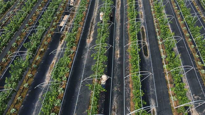 Bộ trưởng Lê Minh Hoan làm việc với Bộ Nông nghiệp Hoa Kỳ ảnh 2