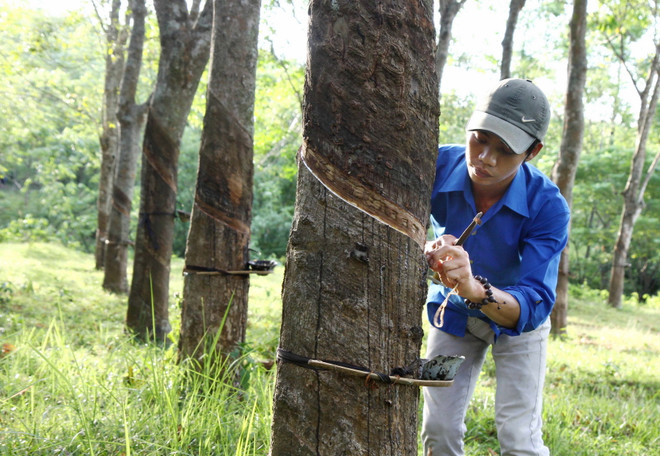 Tập đoàn công nghiệp cao su Việt Nam là một trong những tập đoàn, tổng công ty thuộc Bộ Nông nghiệp bị phát hiện sai phạm qua thanh tra. (Nguồn: TTXVN) Phó Thủ tướng: Xử lý dứt điểm sai phạm trong ngành nông nghiệp ảnh 1