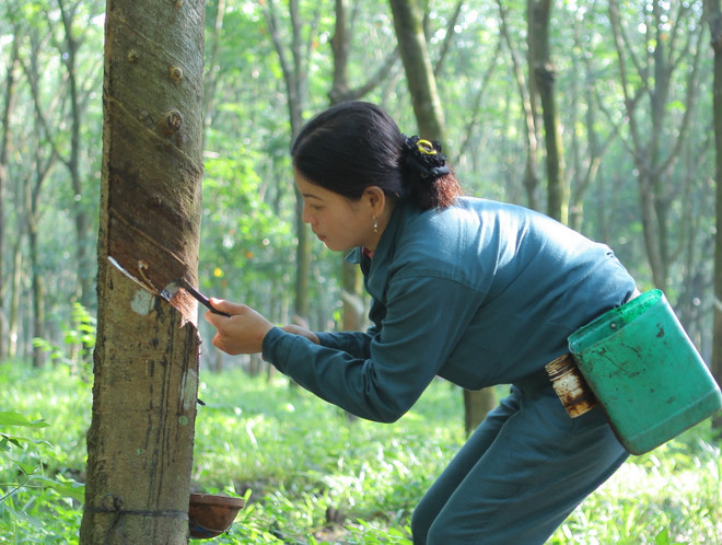 Thủ tướng chỉ đạo xử lý sau thanh tra Tập đoàn Cao su Việt Nam ảnh 1