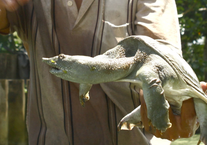 Thu nhập trên 1,5 tỷ đồng mỗi năm từ nuôi ba ba ở Hậu Giang ảnh 1