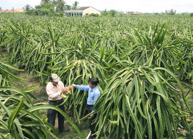 Ứng dụng công nghệ cao trong thâm canh thanh long Chợ Gạo ảnh 1