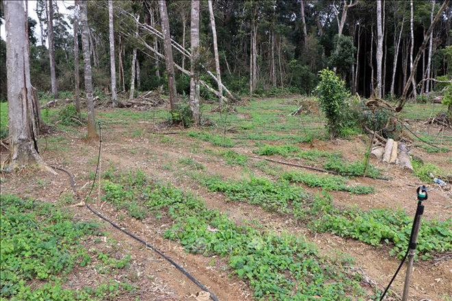 Xác minh thông tin doanh nghiệp trồng sâm Ngọc Linh ở huyện Kong Plông ảnh 1