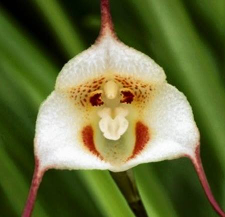 [Photo] Đón năm khỉ bằng hoa "lan hầu tử" hết sức ý nghĩa ảnh 3