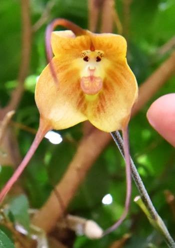 [Photo] Đón năm khỉ bằng hoa "lan hầu tử" hết sức ý nghĩa ảnh 4