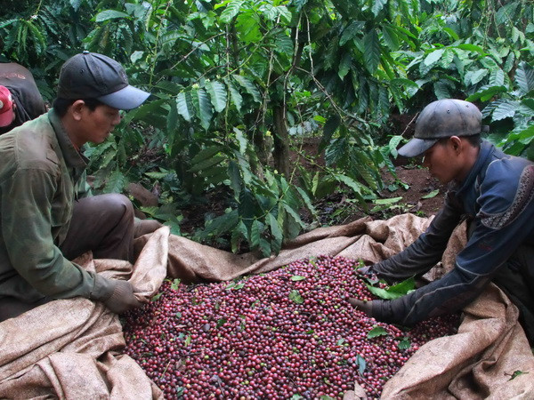 Việt Nam đứng thứ 4 châu Á về tổng lượng tiêu thụ càphê năm 2015 ảnh 1