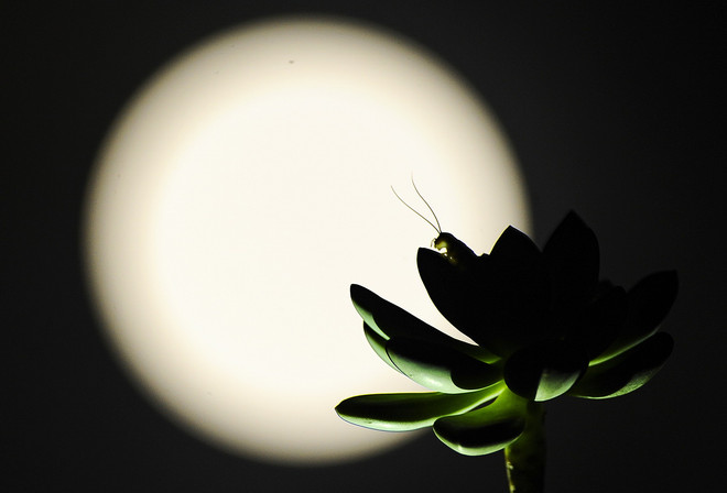 [Photo] Sững sờ với siêu trăng lớn nhất 100 năm qua tại Hà Nội ảnh 4