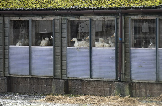 Châu Âu cảnh giác với nguy cơ bùng phát dịch cúm gia cầm ảnh 1