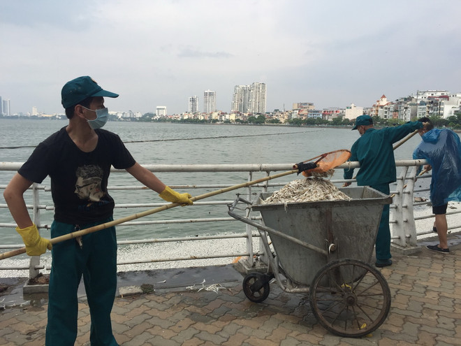Lấy mẫu nước để xác định nguyên nhân cá chết nổi tại hồ Tây ảnh 1