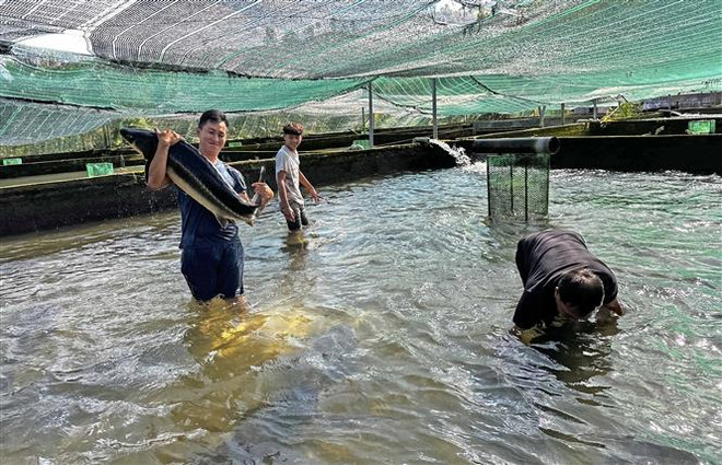 Nuôi cá tầm trong bể - mô hình kinh tế thu tiền tỷ ở Lâm Đồng ảnh 1