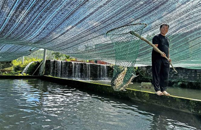 Nuôi cá tầm trong bể - mô hình kinh tế thu tiền tỷ ở Lâm Đồng ảnh 2