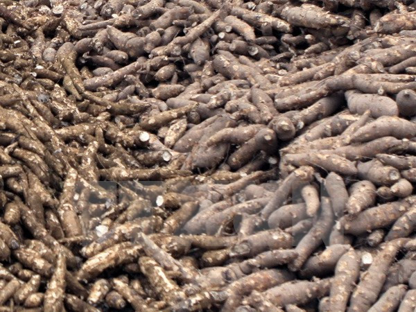 Bộ Tài chính đề nghị tạm dừng thu thuế xuất khẩu mặt hàng sắn ảnh 1