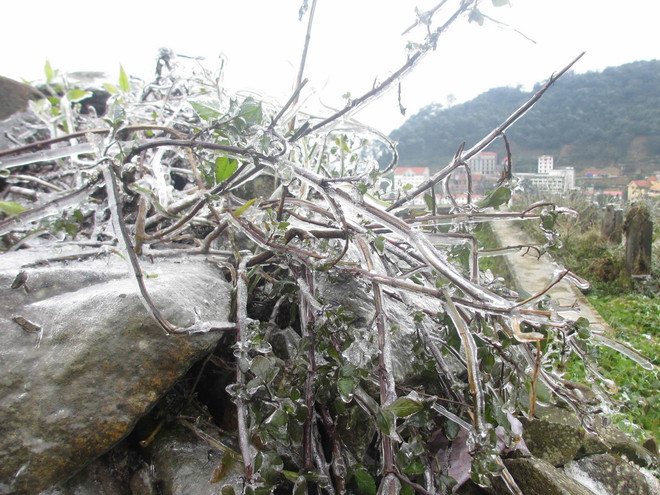 [Photo] Tam Đảo lần đầu đón tuyết rơi trong vòng 30 năm qua ảnh 3