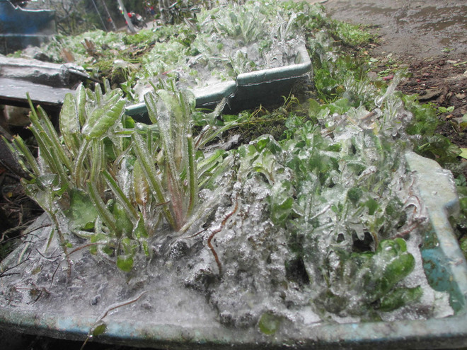 [Photo] Tam Đảo lần đầu đón tuyết rơi trong vòng 30 năm qua ảnh 2