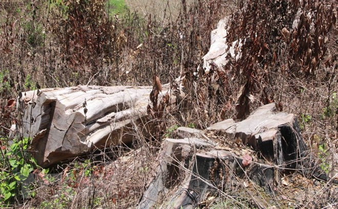 Vụ phá rừng Nam Kar ở Đắk Lắk: Kỷ luật 4 cán bộ kiểm lâm ảnh 1