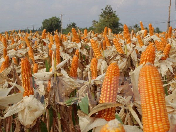 Bộ Tài chính đề xuất giảm một loạt phí lĩnh vực dược, mỹ phẩm ảnh 1