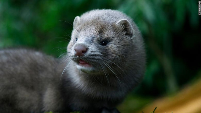 Hà Lan cấm vận chuyển chồn sau khi một số người nuôi mắc COVID-19 ảnh 1