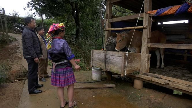 Cán bộ khuyến nông và xã Hồ Bốn, huyện Mù Cang Chải (Yên Bái) đi kiểm tra việc phòng chống đói, rét cho đàn gia súc tại các hộ gia đình. (Ảnh: Tiến Khánh/TTXVN) Miền Bắc trời tiếp tục rét, vùng núi về đêm rét đậm dưới 13 độ C ảnh 2