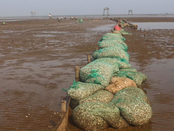 Ngư dân Thanh Hóa ngao ngán vì ngao chết trắng đồng ảnh 1