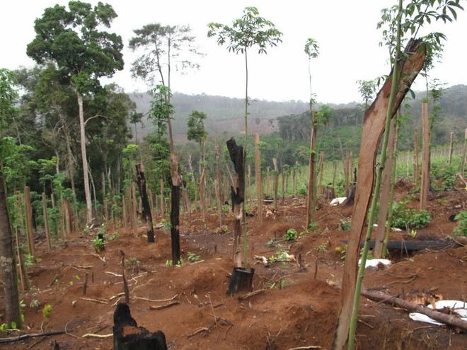 Nhiều doanh nghiệp ở Đắk Nông “chây ỳ” đền bù thiệt hại do để mất rừng ảnh 1
