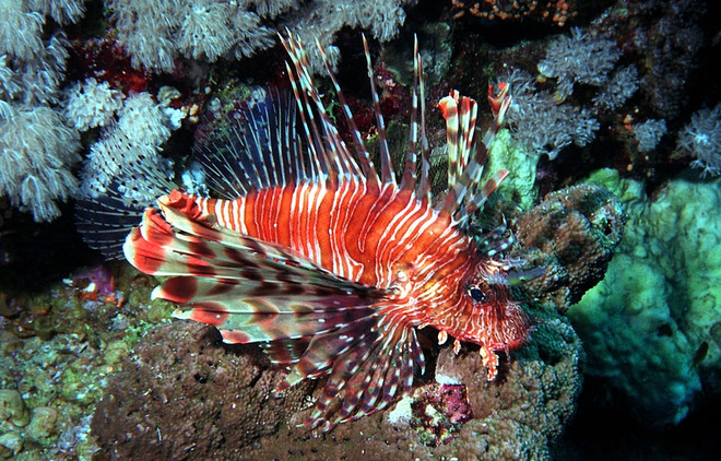 Cá sư tử đe dọa cân bằng sinh thái tự nhiên vùng biển Panama ảnh 1