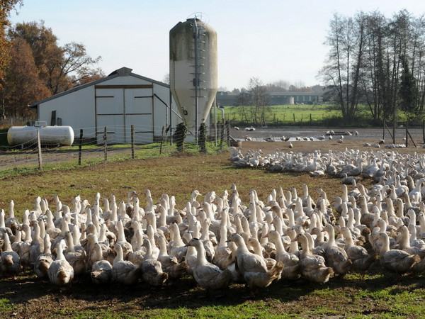 Pháp tiếp tục tiêu hủy 600.000 gia cầm phòng dịch cúm lây lan ảnh 1