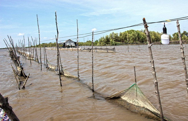 Cà Mau xử lý nghiêm vụ lãnh đạo xã "mở cửa" cho dân phá rừng nuôi sò ảnh 1