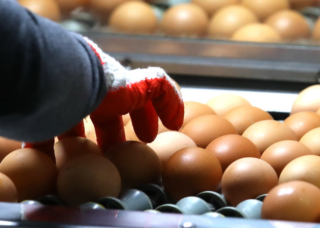 Tổng thống Hàn Quốc xin lỗi người dân về bê bối "trứng bẩn" ảnh 1