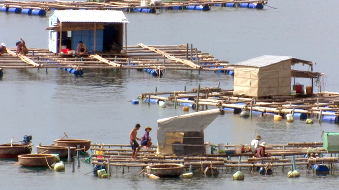 Ứng phó bão số 9: Phú Yên gấp rút sơ tán người trên các bè thủy sản ảnh 1