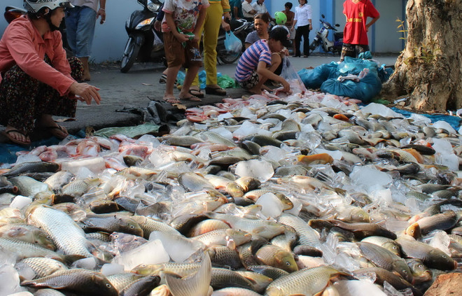 Cảnh sát điều tra việc cá bè chết hàng loạt trên sông Đồng Nai ảnh 1