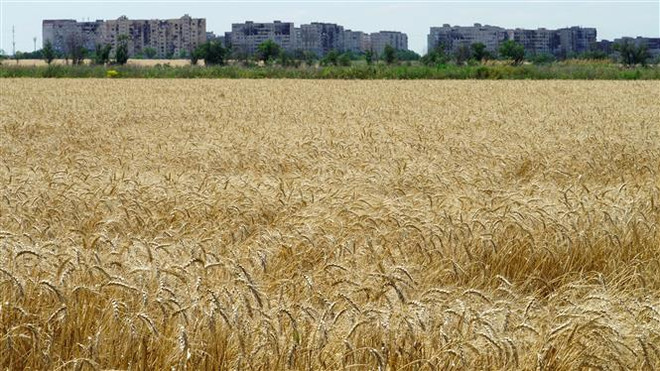 Cánh đồng lúa mỳ gần Mariupol (Ukraine) ngày 15/7/2022. (Ảnh: AFP/TTXVN) Chi khẩn 2,4 tỷ USD hỗ trợ nông dân, Ba Lan chỉ trích EU phản ứng chậm ảnh 1