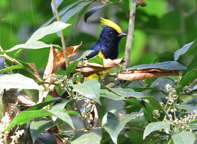 Phát hiện nhiều loài chim quý hiếm tại khu bảo tồn Xuân Liên ảnh 1
