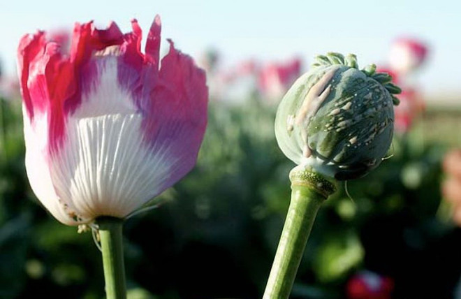 Hà Giang: Triệt phá gần 1.000 cây thuốc phiện trong rừng sâu ảnh 1