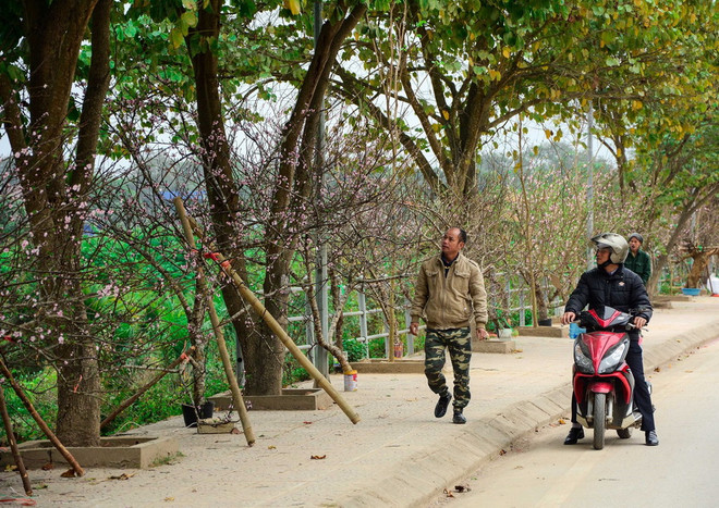 Nhộn nhịp thị trường đào rừng nơi phố núi Mường Thanh ảnh 3