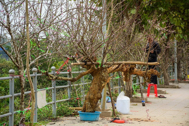 Nhộn nhịp thị trường đào rừng nơi phố núi Mường Thanh ảnh 2