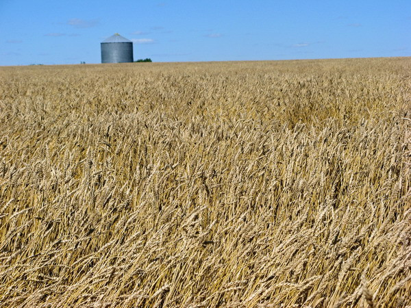 Được mùa ngũ cốc, Brazil tiếp tục phá kỷ lục về sản lượng ảnh 1