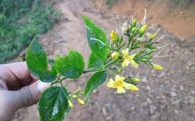 Đối tượng gây ra vụ thảm sát tại Điện Biên tự tử bằng lá ngón ảnh 1