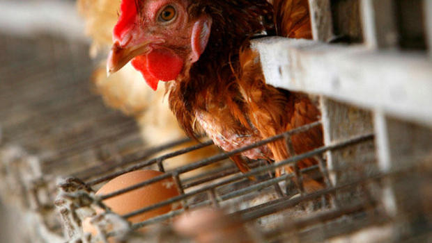 Việt Nam không bị ảnh hưởng bởi lệnh cấm nhập gia cầm của Saudi Arabia ảnh 1