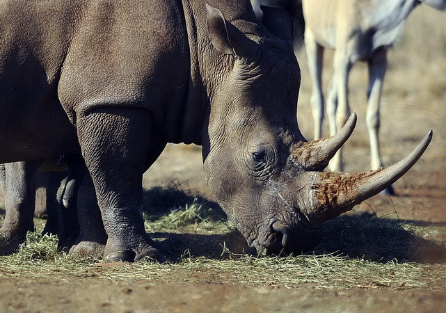 Sử dụng sừng tê giác chữa "bách bệnh": Sự ngộ nhận tai hại ảnh 1