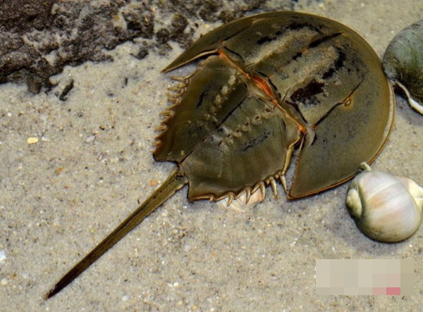 Nam bệnh nhân bị liệt toàn thân, suy hô hấp nặng do ăn con so biển ảnh 1