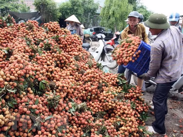 Gần 91% lượng vải xuất khẩu của Việt Nam là sang Trung Quốc ảnh 1