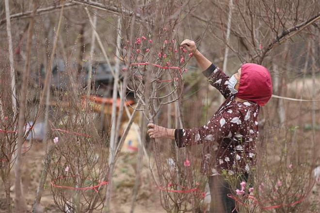 Miền Bắc có nắng ấm, nhiệt độ tăng cao trước Tết Nguyên đán ảnh 1