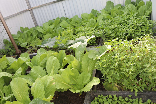 Hội Chữ thập Đỏ và Hải quân khánh thành "Vườn rau Trường Sa" ảnh 2