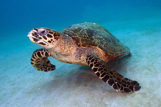 Bạc Liêu tổ chức thả một con đồi mồi quý hiếm trở về biển ảnh 1