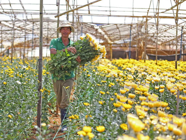 Nguồn cung hoa Tết 2017 giảm mạnh do thời tiết bất thường ảnh 1