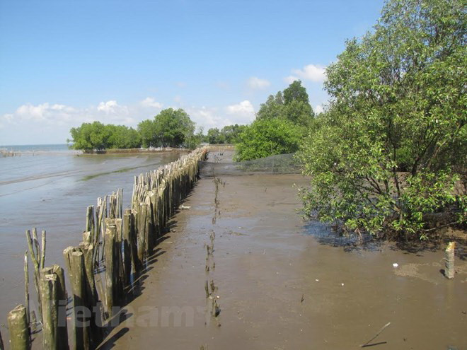 Sạt lở nghiêm trọng ở ĐBSCL: Cần thực hiện đồng bộ nhiều giải pháp ảnh 1