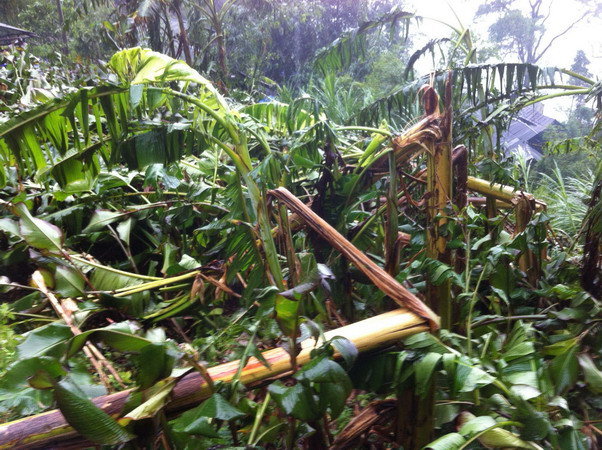 Hơn 600ha rau màu tại Bạc Liêu thiệt hại do mưa lớn và triều cường ảnh 1